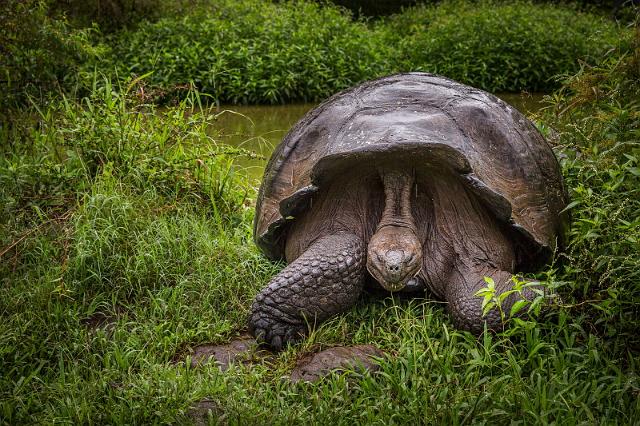 063 Santa Cruz, galapagosreuzenschildpad.jpg